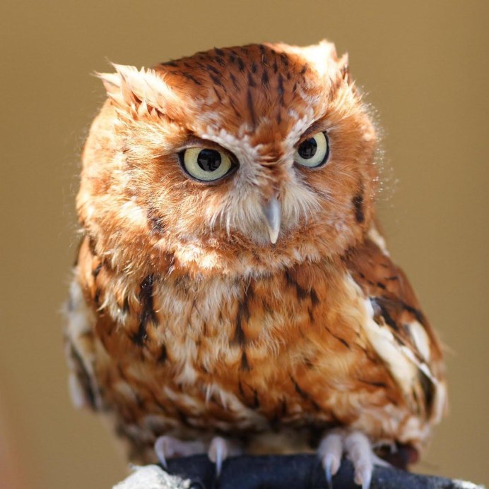 Рыжая Рыбная Сова