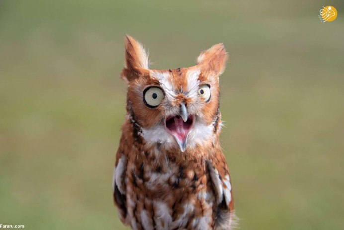 Сова в осеннем лесу