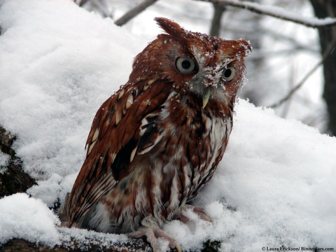 Сова в осеннем лесу