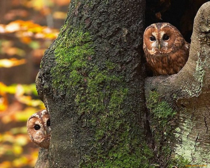 Красная Сова в природе