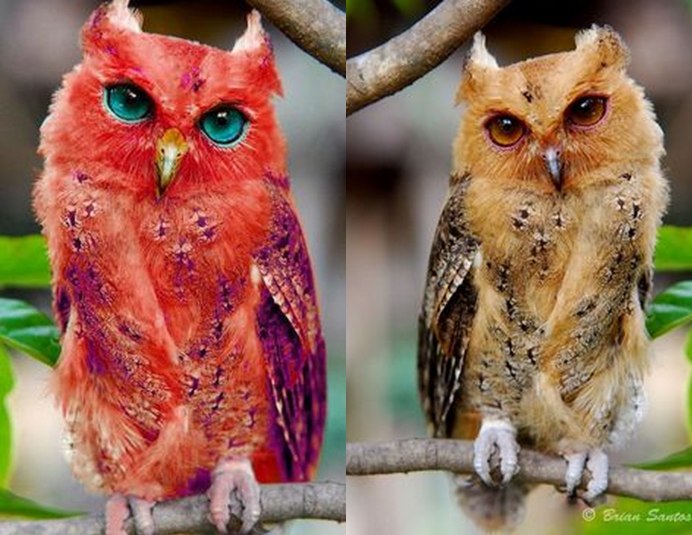 Североамериканская совка