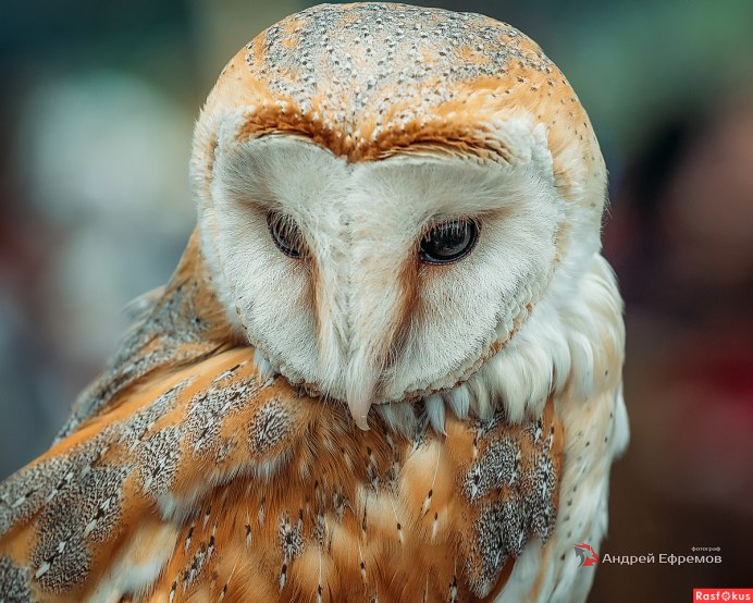 Бурая Сова