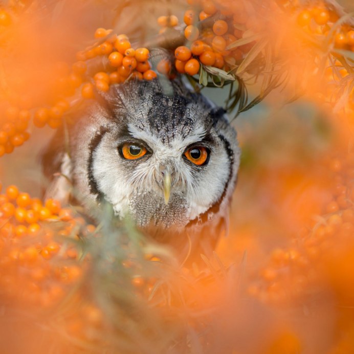 Сова с оранжевыми глазами