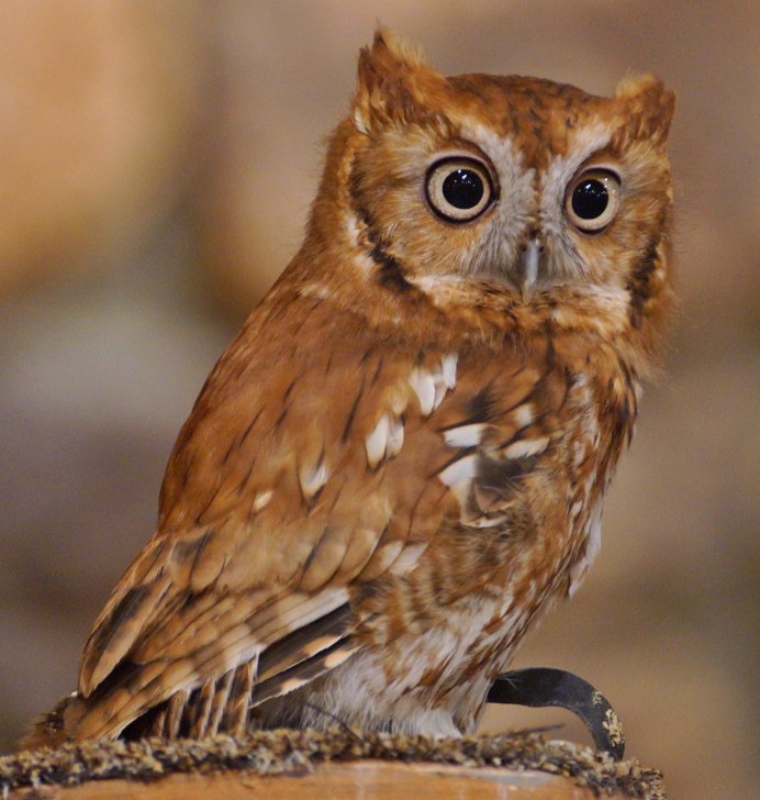 Рыжая неясыть