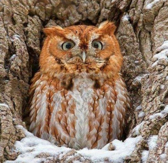 Eastern Screech Owl