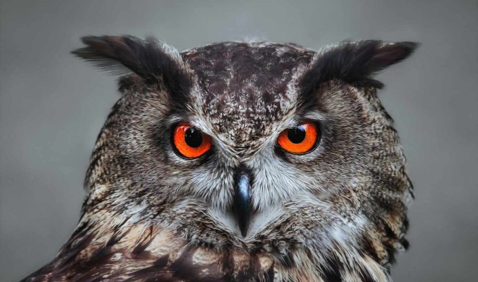 Мадагаскарская красная Сова