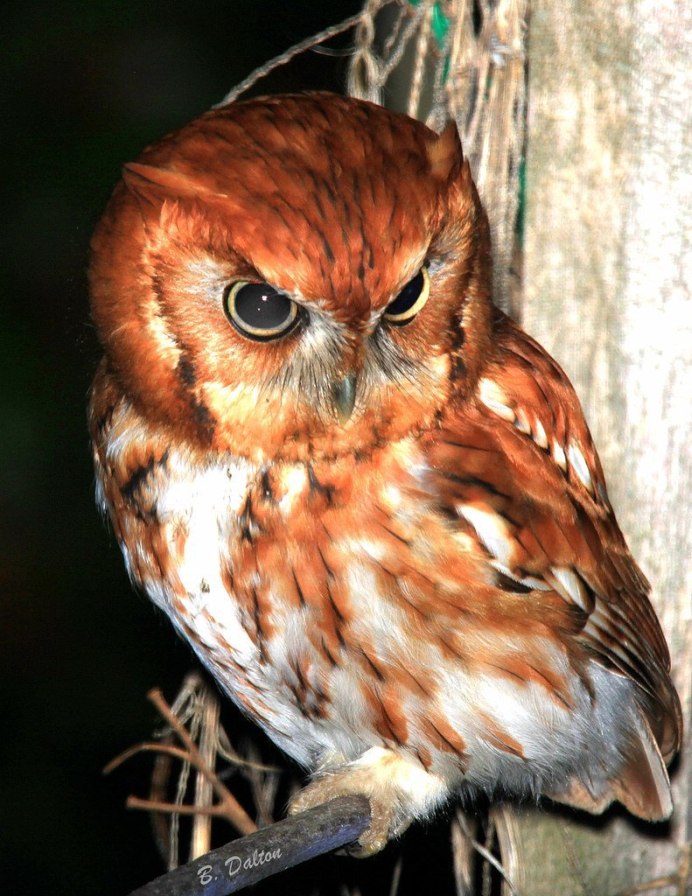Мадагаскарская красная Сова(сипуха)