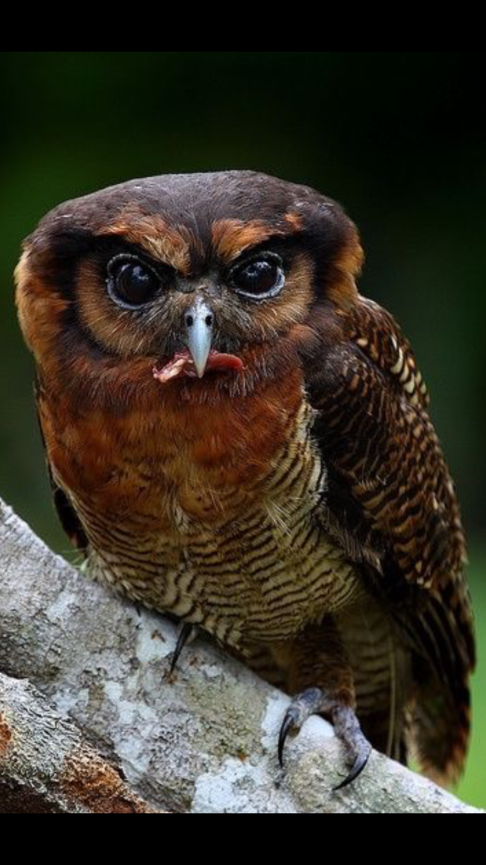 Птица похожая на сову с большим клювом