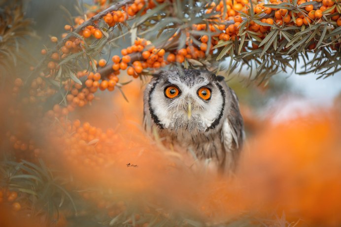 Серая неясыть рыжая МОРФА