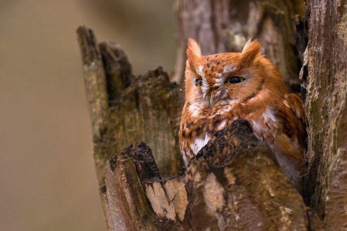 Сова с оранжевыми глазами
