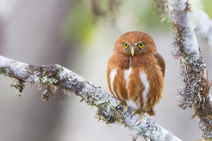 Фото Совы в хорошем качестве на рабочий стол