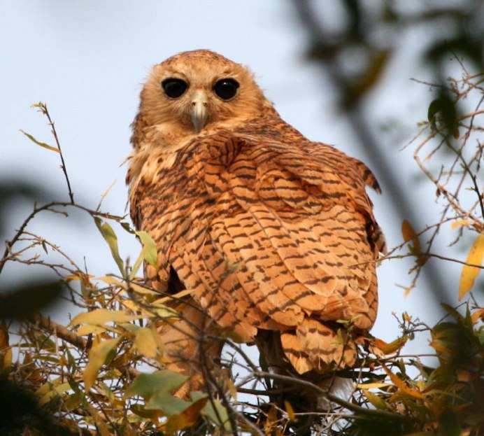 Ptilopsis — белолицые совки