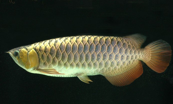 Аравана Osteoglossum bicirrhosum