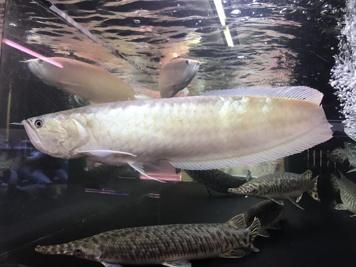 Violet Fusion super Red Arowana