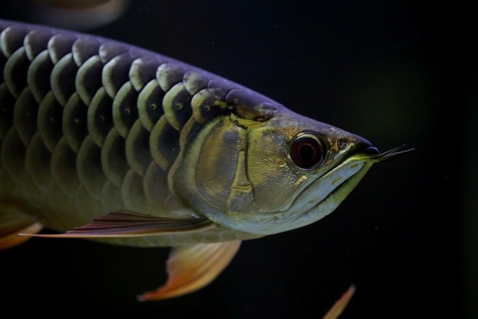 Arowana Banjar Red