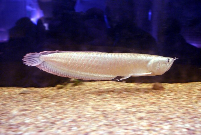 Arowana Fish