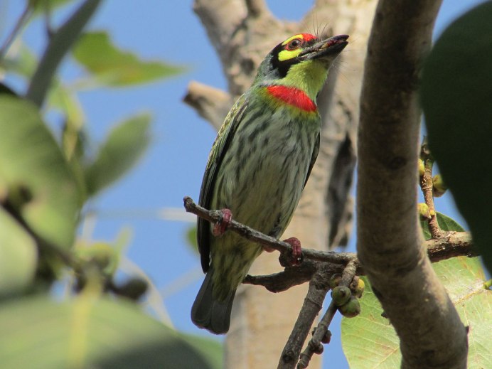 Lemon-throated Barbet