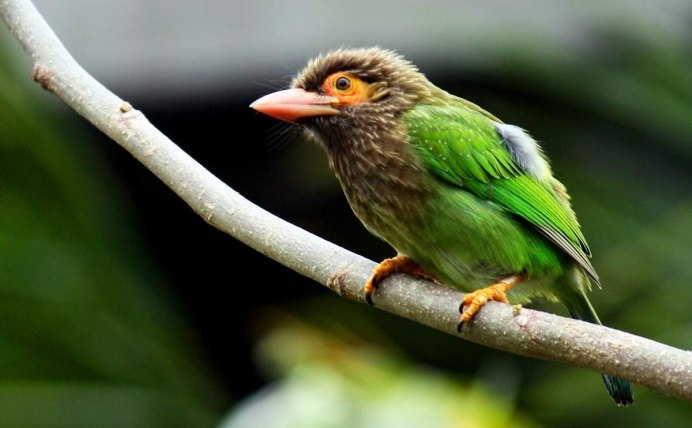 Psilopogon zeylanicus