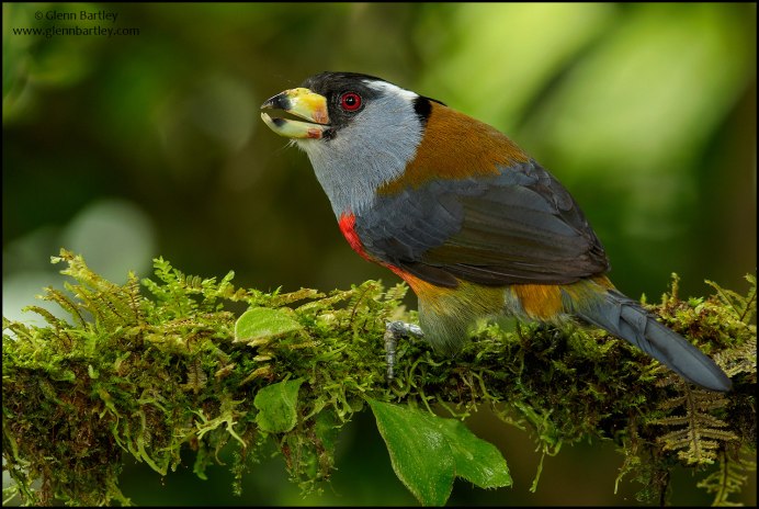 Barbet бородастик