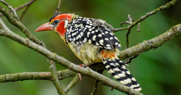 Африканские бородатки (Lybiidae)