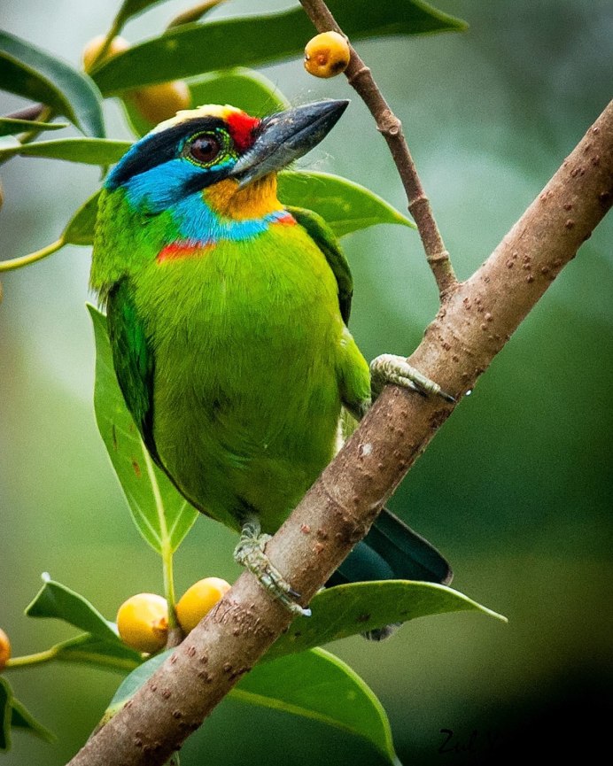 Barbet бородастик