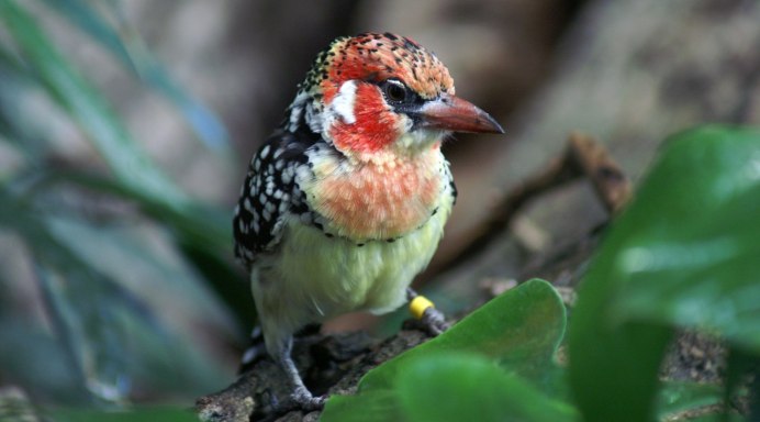 Trachyphonus erythrocephalus