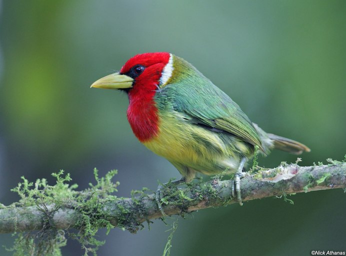 Barbet бородастик