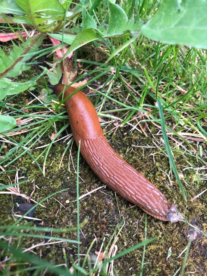 Arion lusitanicus слизняки