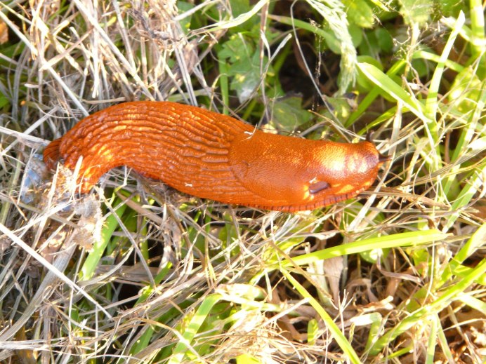 Испанском СЛИЗНЕ Arion vulgaris