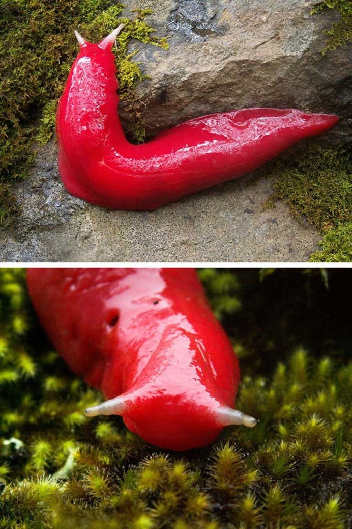 Arion vulgaris СЛИЗЕНЬ