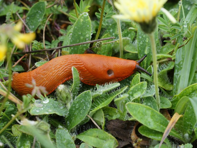 Arion vulgaris СЛИЗЕНЬ