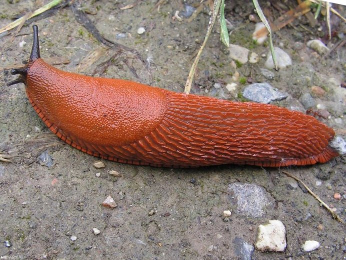 СЛИЗЕНЬ Arion lusitanicus