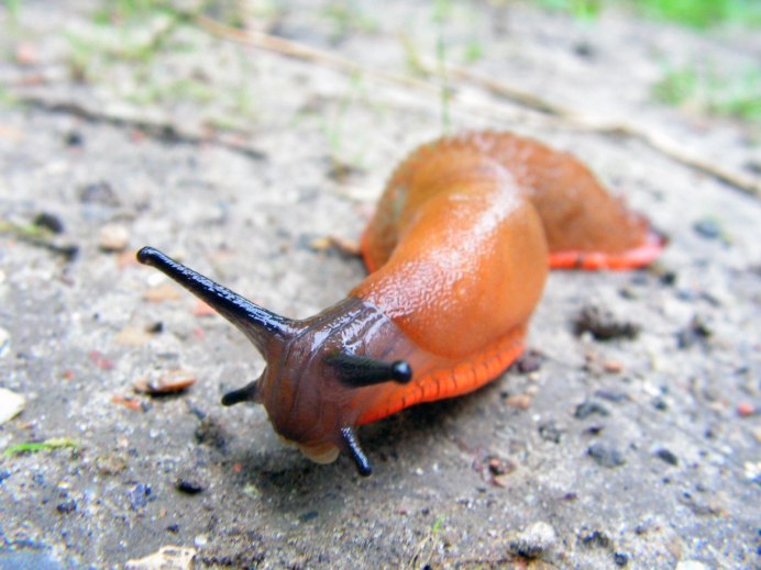 Arion lusitanicus слизняки
