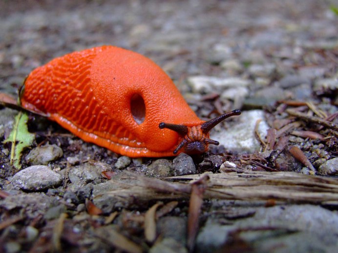 СЛИЗЕНЬ Arion lusitanicus