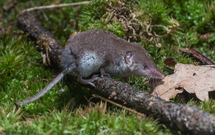 Сибирская бурозубка