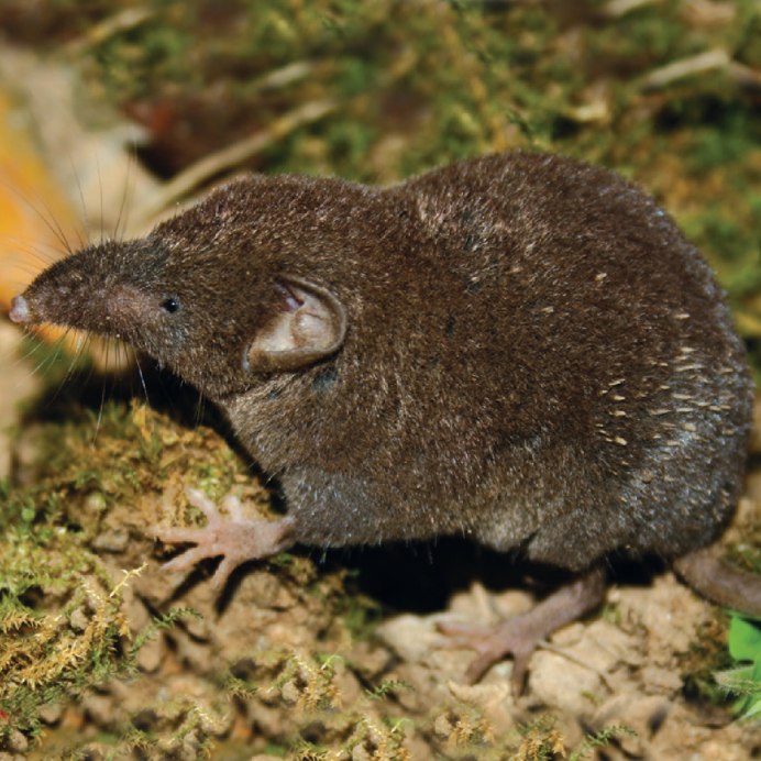 Землеройка бурозубка