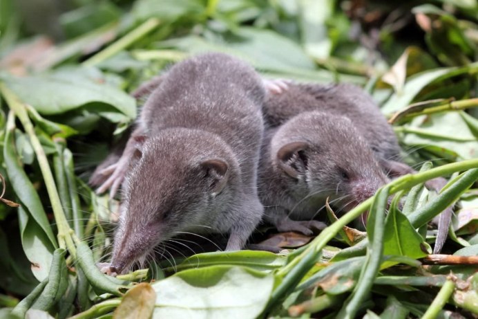 Сибирская белозубка