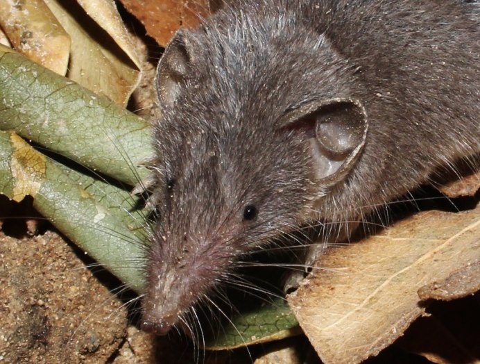 Белозубка белобрюхая