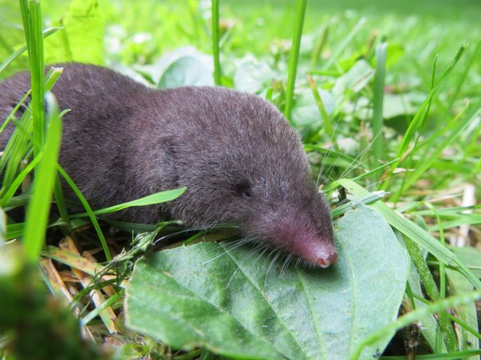 Землеройка белозубка