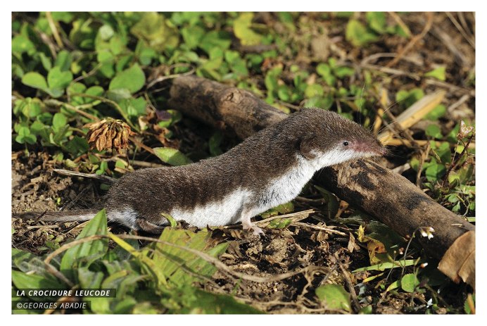 Скелет бурозубки