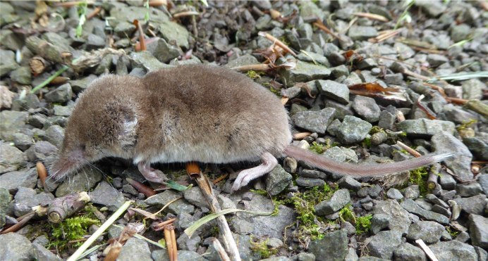 Сибирская белозубка