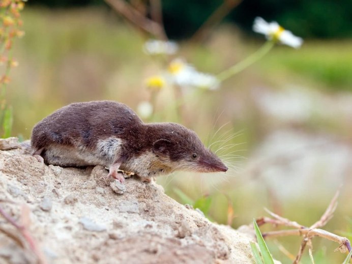 Гамбийская белозубка