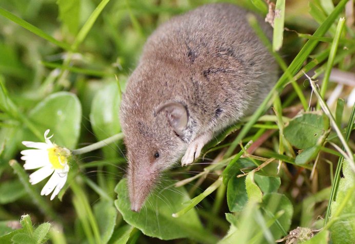 Обыкновенная кутора