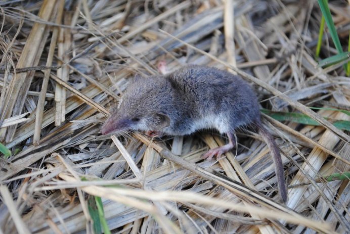 Этрусская землеройка