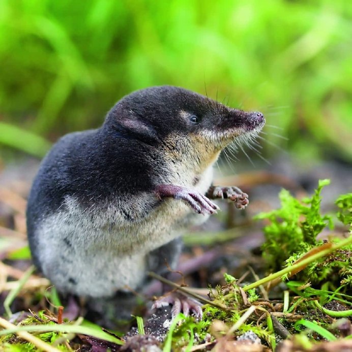 Землеройка бурозубка