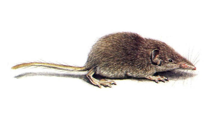 Белозубка белобрюхая