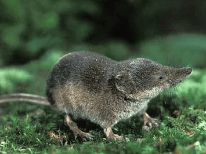 Малая белозубка