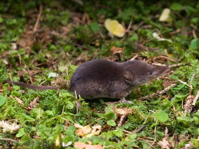 Crocidura narcondamica