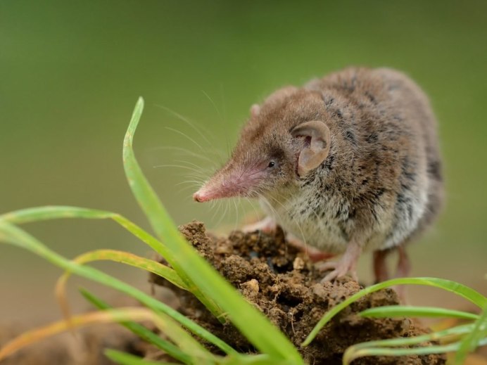Белозубка белобрюхая в Крыму