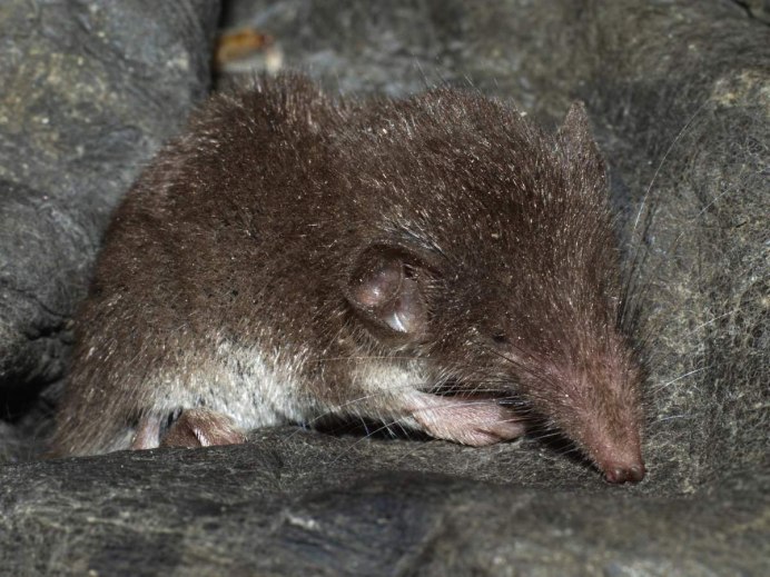 Сибирская белозубка